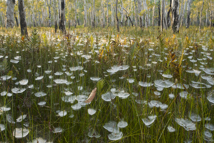 Spiderwebs, Myall Lakes