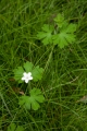 Native geranium, Boyd Plateau