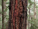 Red Bloodwood