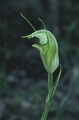 Greenhood orchid