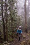 Ascending forest, Mt Bogong