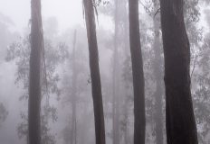 Montane forest, Mt Bogong