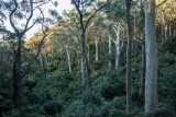 Rainforest gully in Spotted Gum forest, Murramarang National Park