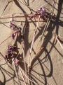 Dried flowers, Nadgee Nature Reserve
