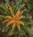 New growth, Wallum Banksia