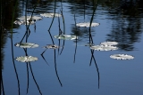 Water lilies, Myall Lakes National Park