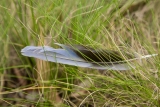Rosella feather, Mount Kaputar National Park