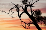 Eucalypt silhouette, Mungo National Park