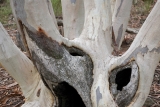 Inland Scribbly Gum trunk, Warrumbungle National Park