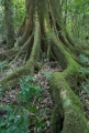Giant figtree, Allyn River