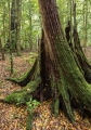 Rainforest stump, Mount Allyn Range
