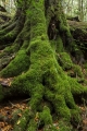 Mossy roots, Mount Allyn Range