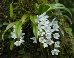 Orchid, Mount Allyn