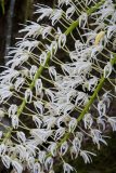 Rock Orchid
