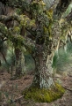 Grasstrees and epiphytes, Barrington Tops National Park