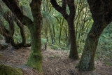 Grasstree forest, Barrington Tops National Park