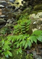 Rainforest Spinach, Paterson River