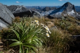 Daisies and Mount Cusack, Fiordland