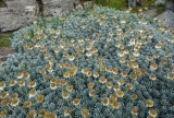 Celmisia sessiliflora, Garvie Mountains