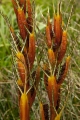 Aciphylla