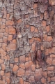 Bloodwood bark