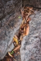 Leaves and sandstone