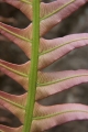 New frond, Blechnum fern