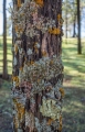 Lichens on Cypress Pine