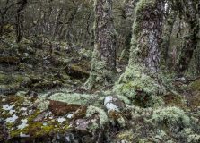 Lichenous treeline myrtles