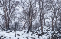 Burnt forest in snowstorm