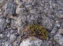 Shrub and conglomerate