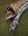 Decaying log and grass sward, West Coast