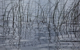 Reeds and ripples