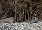 Teatree and driftwood, Spero Bay