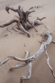 'Skeletons', Giblin River dunes