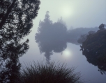 Pines, fog, Lake Windermere