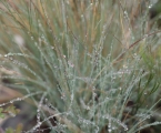 Raindrops, native grass