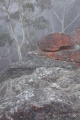 Sandstone, Blue Mountains Ash and mist