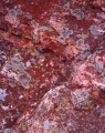 Claystone, algae and lichens