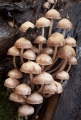 Fungi, Coxs River headwaters