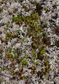 Lichen and moss, Ben Bullen State Forest