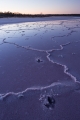 Emu tracks on salt lake