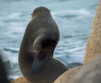 Australian Fur Seal, Point Hicks