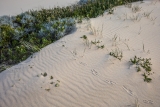 Dune  plants and bird tracks, Croajingolong National Park