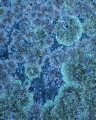 Granite lichens, Croajingolong National Park