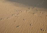 Beach tracks, Nadgee Nature Reserve