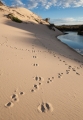 Tasmanian Devil and Bennetts Wallaby tracks