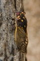 Cherrynose Cicada