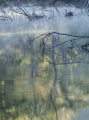 Snags, mist, reflections, Capertee River