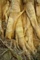 Fig roots, Capertee River